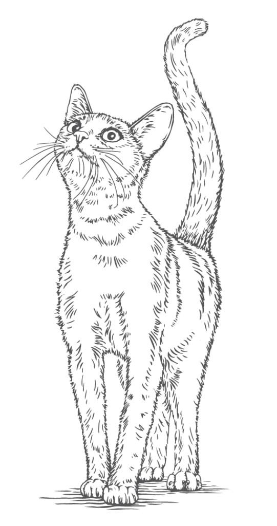 MudBay cat cta